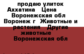 продаю улиток Аххатина › Цена ­ 200 - Воронежская обл., Воронеж г. Животные и растения » Другие животные   . Воронежская обл.